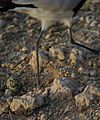 Same bird temporarily leaving nest, exposing the egg at lower left