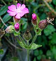 Silene dioica (இணைக்கிளை நுனிவளராப் பூந்துணர்)