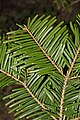 Image 37In Abies grandis (grand fir), and many other species with spirally arranged leaves, leaf bases are twisted to flatten their arrangement and maximize light capture. (from Conifer)