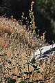 Apricot mallow plant (Sphaeralcea ambigua)