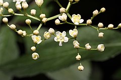 Description de l'image Flowers Black Elder.jpg.