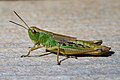 * Nomination Macro photograph of a female Pseudochorthippus parallelus sitting on a wood plank --Conny Duck 10:54, 16 August 2024 (UTC) * Promotion  Support Good quality. --Lvova 12:25, 16 August 2024 (UTC)