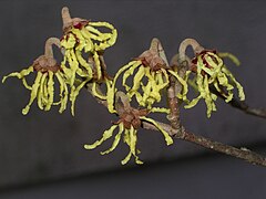 Hamamelis sp. flowers, Menai Bridge, Wales