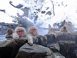 Japanese macaque