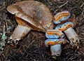 Lactarius fennoscandicus