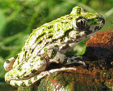 Photographie de profil d’un crapaud vert.