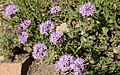 Pennyroyal (Monardella odoratissima), closeup