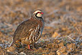 Image 18 Red-legged partridge Photograph: Pierre Dalous The red-legged partridge (Alectoris rufa) is a gamebird in the pheasant family Phasianidae. This seed-eating species breeds in southwestern Europe, but has been naturalised elsewhere. More selected pictures