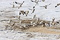 English: Snow Bunting, (Plectrophenax nivalis), feeding on millet, Cap Tourmente National Wildlife Area, Quebec, Canada Français : Bruant des neiges, (Plectrophenax nivalis), se nourrissant de graines de millet, Réserve nationale de faune du cap Tourmente, Québec, Canada.