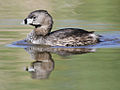 Pied-billed Grebe