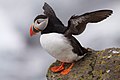 65 Puffin Latrabjarg Iceland uploaded by Boaworm, nominated by P0lyzoarium