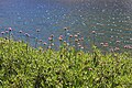 Swamp onions (Allium validum) at lakeshore