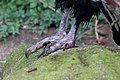 Talons of Andean Condor, Cincinnati Zoo