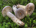 Lactarius trivialis