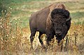 a bison