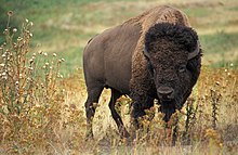 American bison k5680-1.jpg