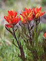 Peirsons paintbrush (Castilleja peirsonii) closeup of red flowers