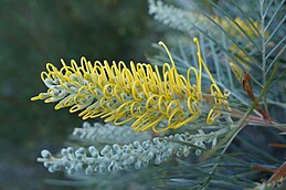 Kultivar 'Wattlebird Yellow'