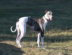 greyhound