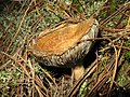 Lactarius lividatus