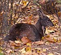 Deutsch: Moschustiere English: musk deer Moschidae (cat.)