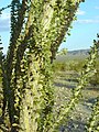 Detail of leaves of an ocotillo