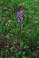 Orchis mascula subsp. speciosa Slovenia - Dolenjska