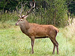 Cervus elaphus