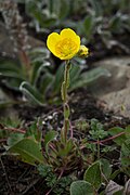 Saxifraga setigera