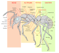 A labelled diagram of a worker ant's morphology, created by Mariana Ruiz Villarreal, from Mexico (user "LadyofHats")