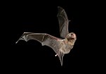 Thumbnail for Australasian bent-wing bat