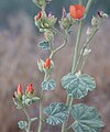 Apricot mallow leaves & flowers