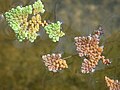 Thumbnail for Azolla pinnata