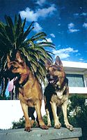 Two German Shepherds