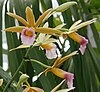 Phaius tancarvilleae in flower