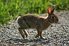 A running rabbit