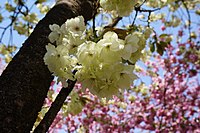 ウコン（日本花の会 結城農場・桜見本園）