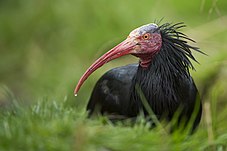 Ein Waldrapp sitzt im grünen Gras.