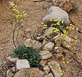 Yellow nude buckwheat (Eriogonum nudum-var-westonii) plant