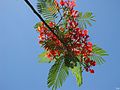 Delonix regia à fleurs rouges