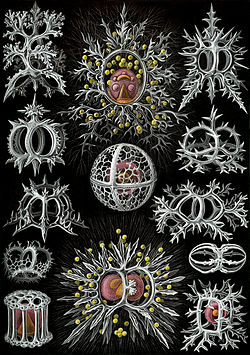 Radiolarians