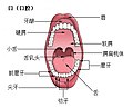 口腔