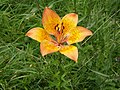 Parco naturale Tre Cime, Lilium bulbiferum.jpg3 072 × 2 304; 2,73 MB