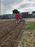 Thumbnail for File:Ploughing by donkey.jpg