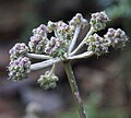 Ranger button seedheads