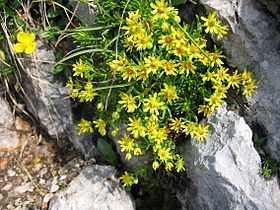 Saxifraga aizoides