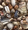 Shells