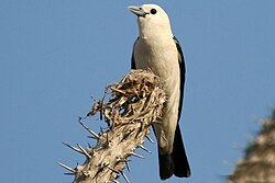 Valgepea-vanga (Artamella viridis)