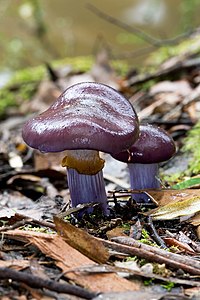 Cortinarius archeri, by JJ Harrison