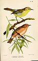 Phylloscopus ruficapilla, Yellow-throated Woodland-Warbler (above); and Phylloscopus umbrovirens, Brown Woodland-Warbler (below)